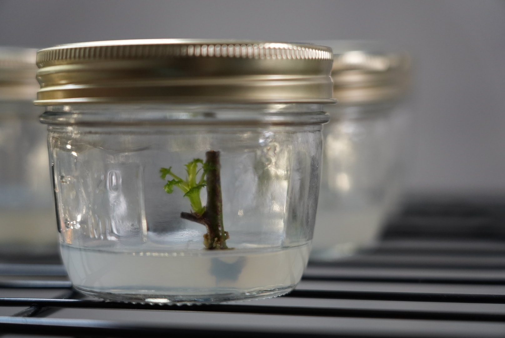 Sealed tissue culture jar