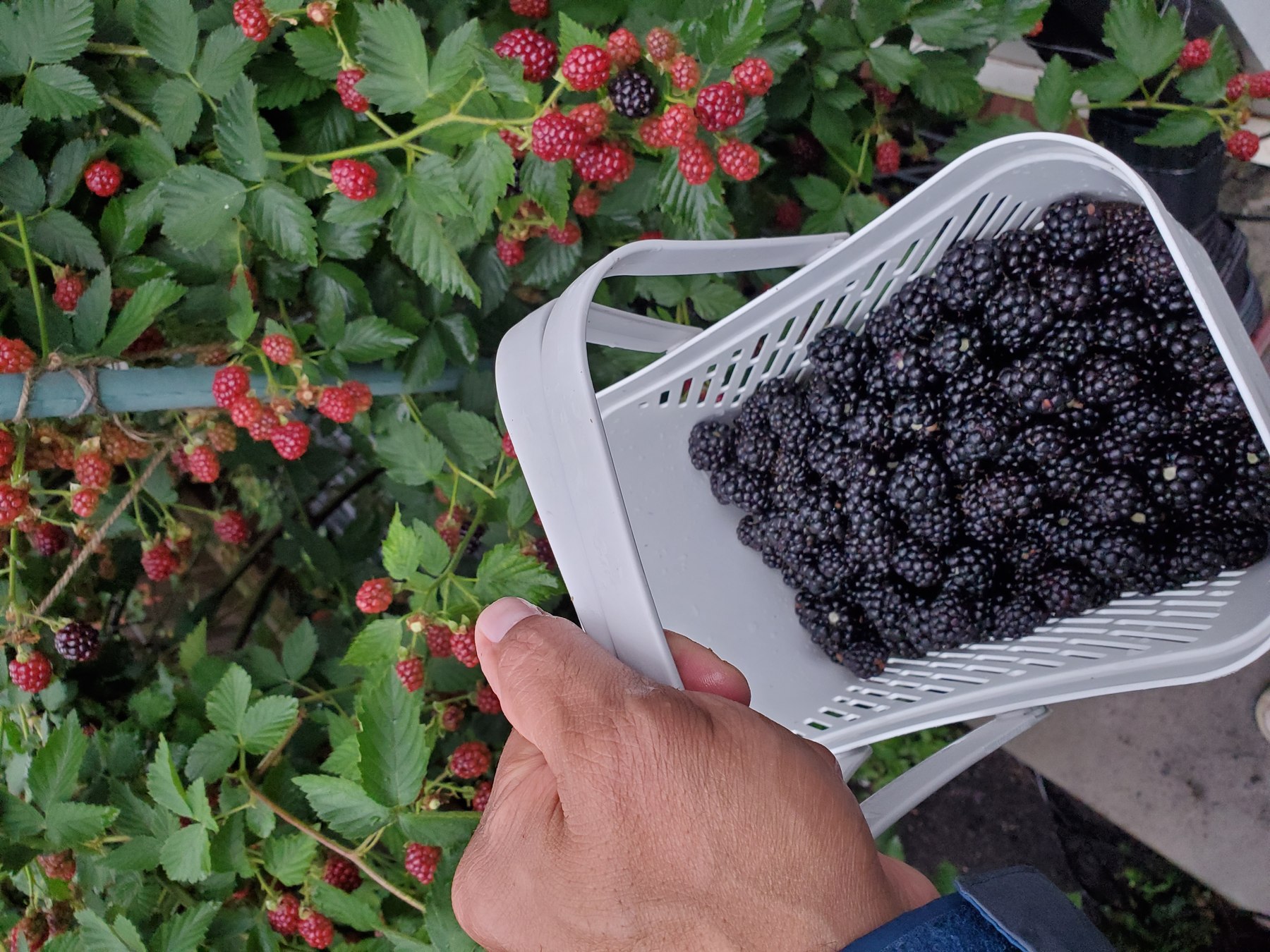 Fresh blackberries