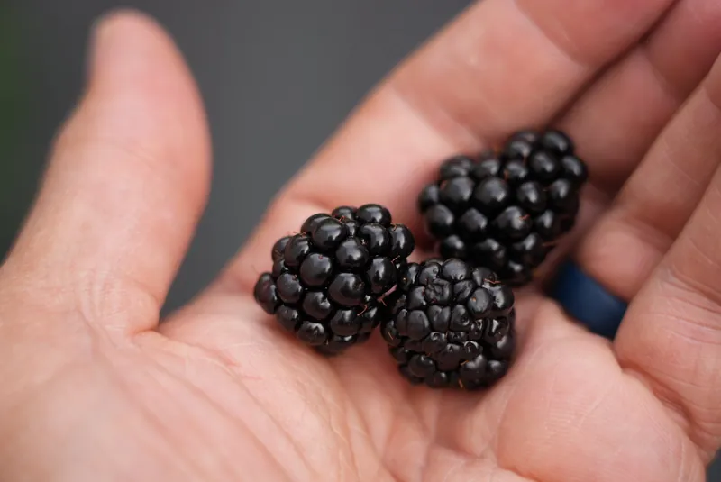 Frische Blackberries in einer Hand