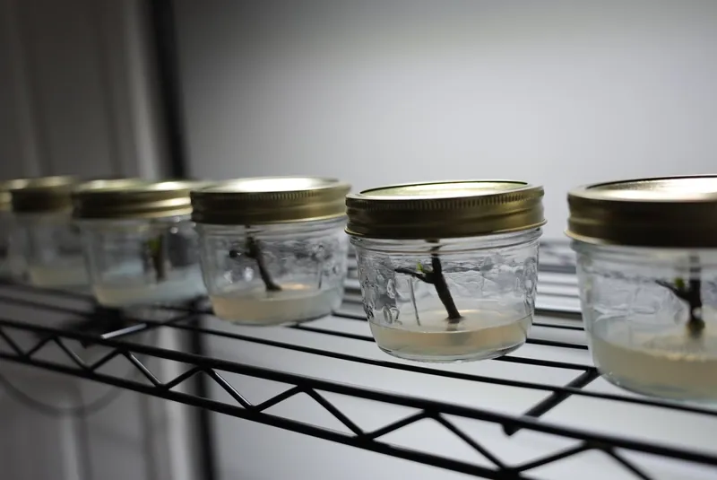 Tissue-Kultur-Jars auf einem Schall arrangiert