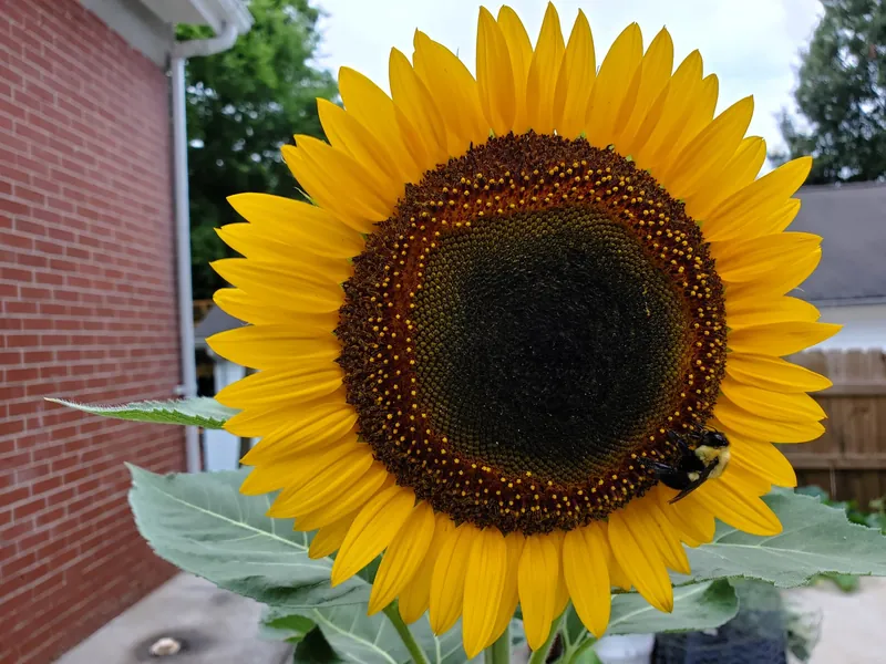 Sonnenflower